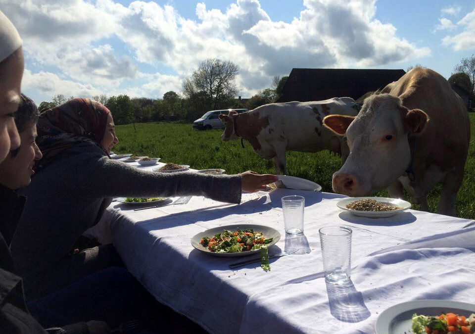Dinner with cows 2